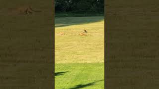 🦊 Foxes playing in my backyard nature animals shorts wildlife cuteanimals [upl. by Nahtanoy]