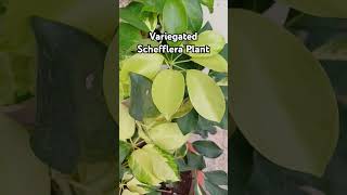 Variegated Schefflera Plant ornamentalplant beautifulleaves Rajshreecreation2024 [upl. by Macdermot814]