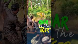 Bandhavgarh Tiger Safari shorts walkintothewild tiger trending wildlife [upl. by Hbaruas]