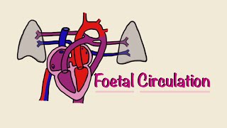 Mayo Clinic Minute What you need to know about patent foramen ovale [upl. by Steffane]