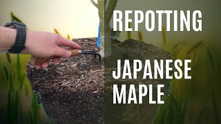 REPOTTING Acer Palmatum Eimini [upl. by Almira]