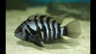 TOP 5 Convict Cichlid tank mates you may NOT KNOW [upl. by Llerut]