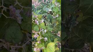 Hardy Tomato Tree Solanum corymbiflora in Sacramento Valley [upl. by Erdied]