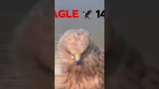 eagle in 144p vs eagle in 4k 🔥 sidhumoosewalaedit shubu x Sidhu moose wala 🔥🔥 [upl. by Torrence]