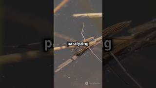 The most dangerous water insect didyouknow facts shorts trending [upl. by Arayt333]