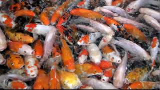 CRAZY Koi Carp Goldfish Feeding Frenzy  Kuala Lumpur [upl. by Lednor]