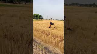 Putt Sardaran De 🤴🏽 ਪੁੱਤ ਸਰਦਾਰਾਂ ਦੇ kuldeepmanak [upl. by Andee855]