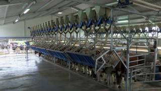 DeLaval Parallel Parlour [upl. by Nahaj]