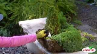 Renovate Your Rock Garden with Dwarf Conifers and Broken Pots [upl. by Gard]