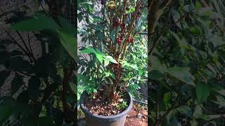 Jaboticaba Escarlet മരം മുഴുവൻ കായ്ച്ചു  😲😲 exoticfruitplants Jaboticaba shorts [upl. by Segalman]