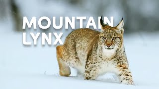 The Life Of The Mighty Lynx Predator In Europes Forests  Wildlife Documentary [upl. by Catt]