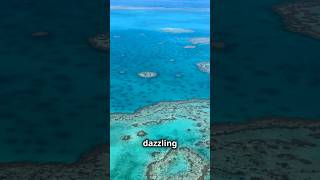 The Mystical Great Barrier Reef amazingfacts travel adventure [upl. by Braswell643]