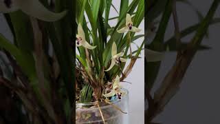 Maxillaria marginata in Colomi relaxingmusic [upl. by Airottiv]