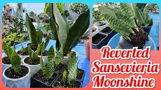 Reverted Sansevieria Moonshine Leaf Propagation  Bikolanahardinera sansevieriamoonshine [upl. by Eadith]