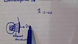 Development of genital system Part 2  Development of testes Urogenital system Embryology [upl. by Tenay]