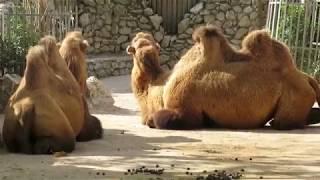 Camelobactriano Camelus bactrianus no Zoo [upl. by Nigen]