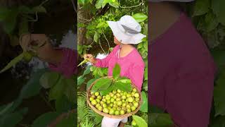 Dillenia philippinensis katmon Its fruit is known as elephant apple [upl. by Leiad]