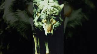 WOLF IN SHEEPS CLOTHING REBORN 🐺 OUT NOVEMBER 01 [upl. by Chilt]