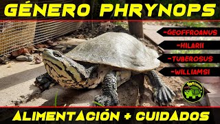 CUIDADOS Y ALIMENTACION GENERO PHRYNOPS [upl. by Ytsirhc]