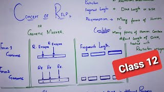 Concept of RFLPsRestriction Fragment Length PolymorphismHow Rflp is usedDNA Analysis Procedure [upl. by Sayers]