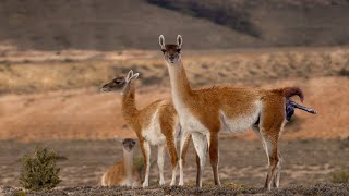 How Guanaco Giving Birth In The Wild [upl. by Suoiluj313]