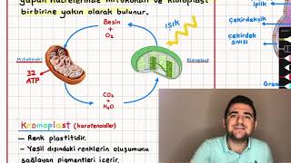 19Hücre Mitokondri ve Plastitler 9 sınıf konu anlatımı organeller biyoloji pdf [upl. by Lon]