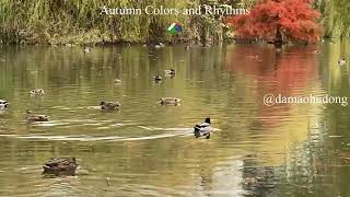 Autumn Colors and Rhythms [upl. by Anderson562]