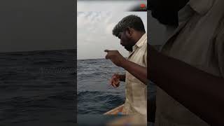 Catching Rosy Snapper Fish Using Sardine Pieces as Bait fishing fishingvideo oceanfishing [upl. by Ecneps]