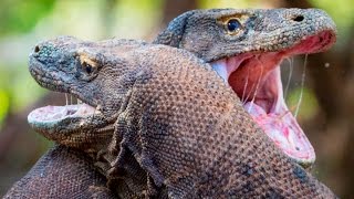 Epic Fight Between Two Komodo Dragons [upl. by Ennovahs]