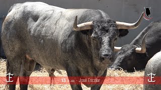 TOROS PARA SAN FERMIN 2024 2ª Parte [upl. by Durante129]