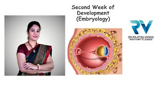 Second Week of Development General Embryology by Dr Rajitha Vanga [upl. by Mccallum]