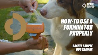 HowTo Use a Furminator Properly  Dog Trainer Rachel Sample [upl. by Eytteb]