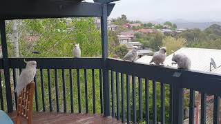 Cockatoos on the Balcony [upl. by Nomaid]