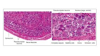 ganglion histology [upl. by Gannon895]