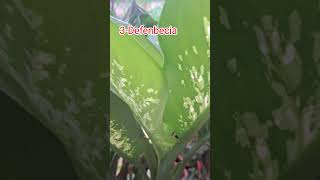 5 Beautiful plants🪴in my garden 🥰plants garden balcony houseplants leafyplantcreativesweethome [upl. by Aicenat]