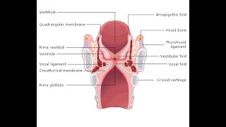 Differences between Rima Glottidis and Rima Vestibuli Anatomy [upl. by Ilse175]