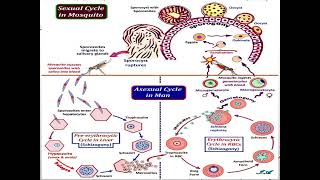 Haematology plasmodium [upl. by Haelak]