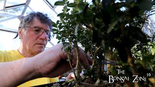 Winter Pruning My Boxwoods The Bonsai Zone Jan 2023 [upl. by Richards]