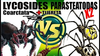 FALSA ARAÑA LOBO VS DOBLE ARAÑA PARASTEATODA [upl. by Annaid987]