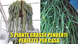 5 Piante Grasse Pendenti Perfette per la Casa [upl. by Harac]