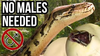 3 Giant Animals That Can Reproduce Asexually [upl. by Masterson]