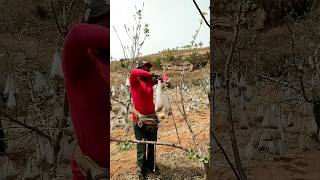 Pulling branches with bags of clinker process [upl. by Barri]