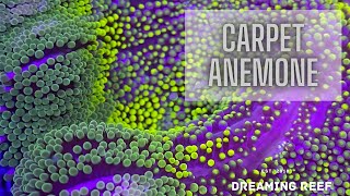 Coral Care 101 Carpet Anemones [upl. by Adaha]