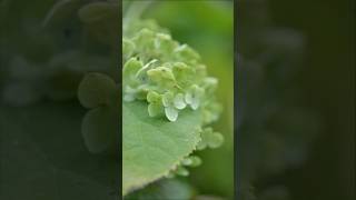 紫陽花を見て想う。海光るとコラボ山内惠介shorts海光る紫陽花Nikonカメラ好きと繋がりたい 組写真演歌歌手 水滴 japanesemusic Japanスライドショー [upl. by Etteinotna629]