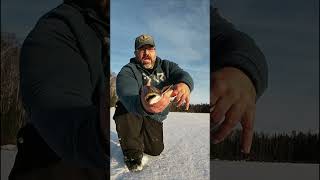 Stunning Brook Trout Sight Fishing [upl. by Adnahcal882]