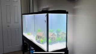 How to do a water change 55 gallon aquarium [upl. by Hobbie]