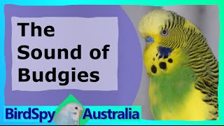 3 Hours of Budgies Chirping and Singing  BirdSpyAus [upl. by Odla]