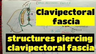 Clavipectoral fascia  structures piercing clavipectoral fascia  upperlimb anatomy [upl. by Kimberlyn]