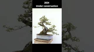 Oak tree becomes bonsai bonsai bonsaitechniques yamadoribonsai [upl. by Magavern530]