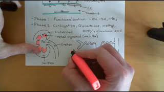 Multidrug Transporters Part 4 [upl. by Lavinia951]